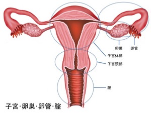 子宮･卵巣･卵管･腟.jpg